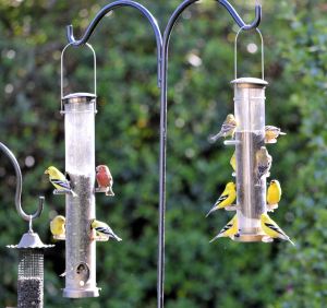 More Finches